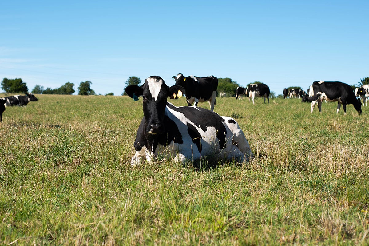 Nuestras Vacas